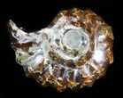 Polished, Agatized Douvilleiceras Ammonite - #29325-1
